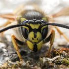 Deutsche Wespe (Vespula germanica)