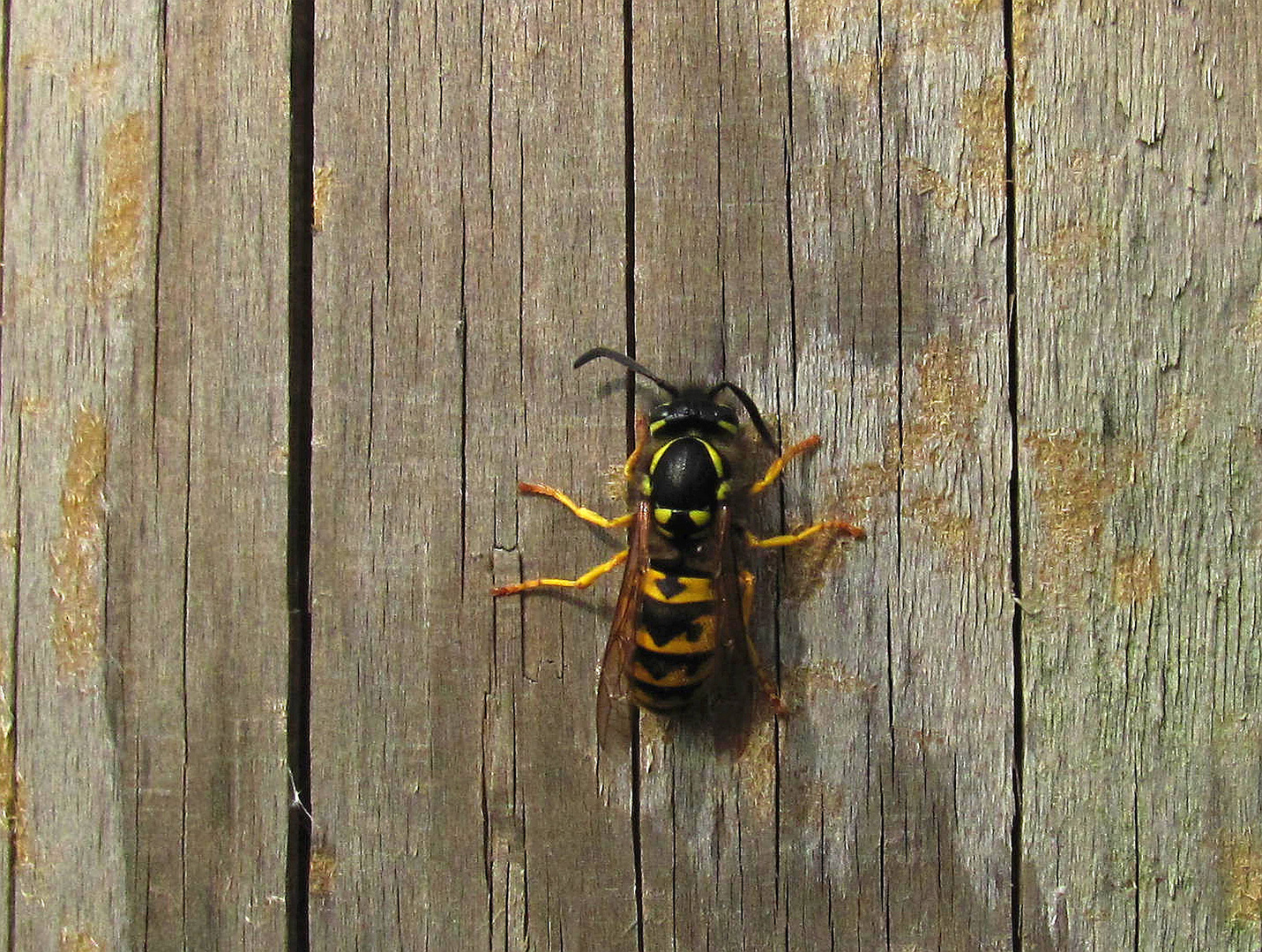 Deutsche Wespe (Vespula germanica)...