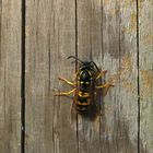 Deutsche Wespe (Vespula germanica)...