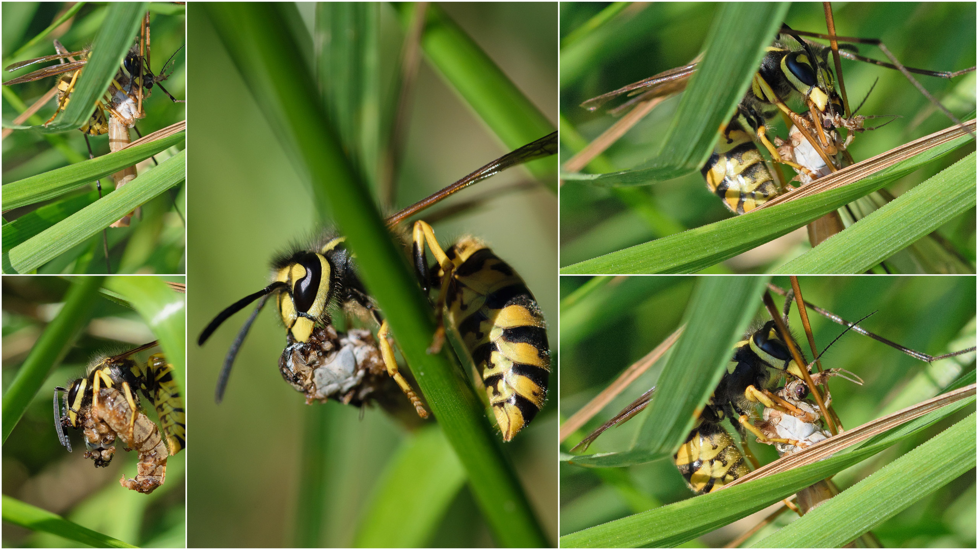 Deutsche Wespe (Vespula germanica), german wasp