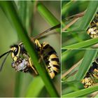 Deutsche Wespe (Vespula germanica), german wasp