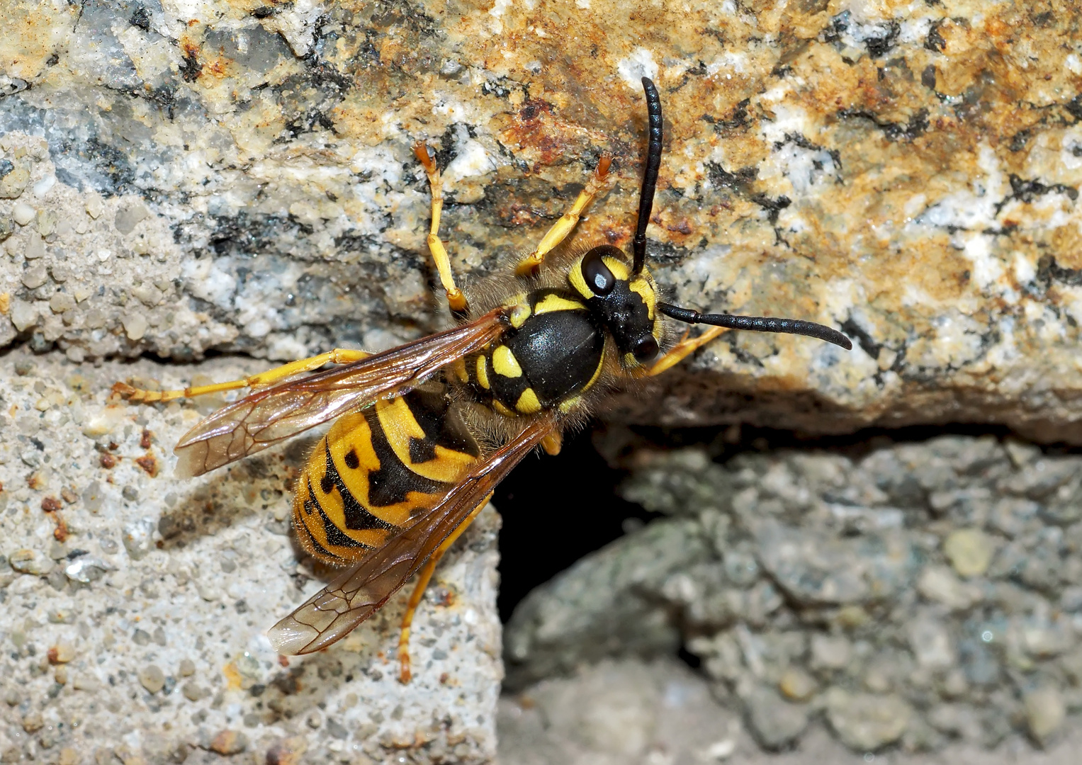 Deutsche Wespe (Vespula germanica) - Guêpe germanique ou guêpe européenne. 