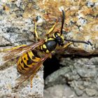 Deutsche Wespe (Vespula germanica) - Guêpe germanique ou guêpe européenne. 