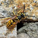 Deutsche Wespe (Vespula germanica) - Guêpe germanique ou guêpe européenne. 