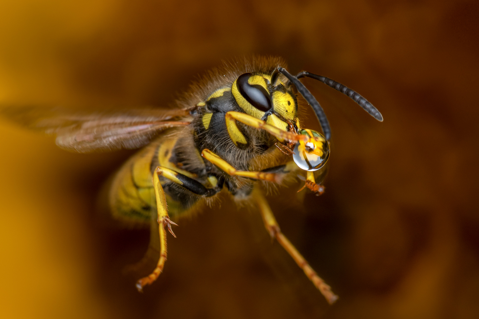 Deutsche Wespe (Vespula germanica) IV