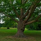 Deutscher Baum - Grueneburg Park, Frankfurt am Main