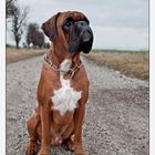 Deutscher Boxer