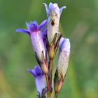 Deutscher Enzian (Gentiana germanica); (2/2)