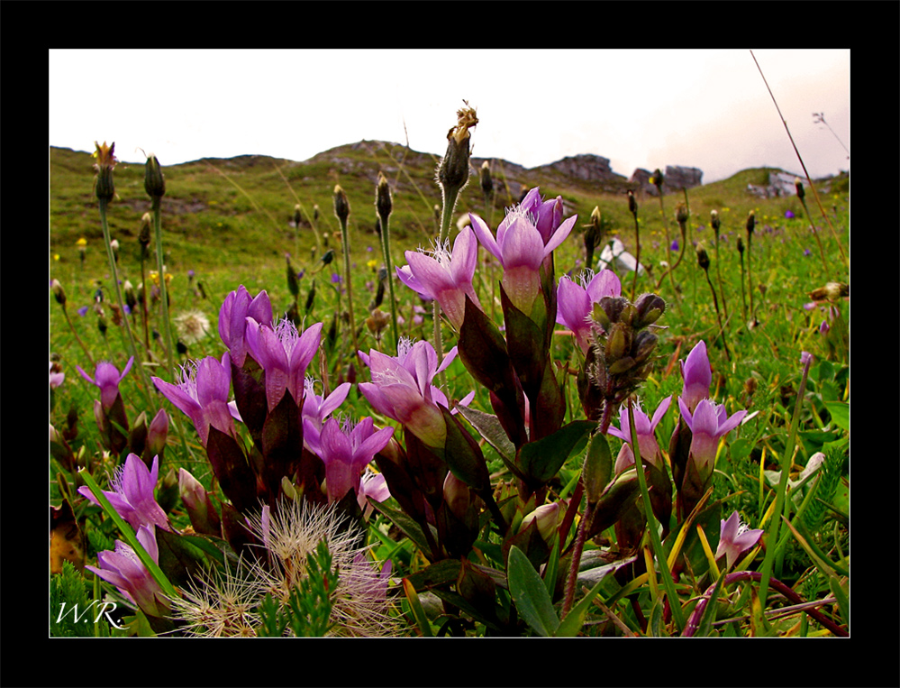 Deutscher Enzian (Gentiana germanica)