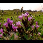 Deutscher Enzian (Gentiana germanica)