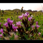 Deutscher Enzian (Gentiana germanica)