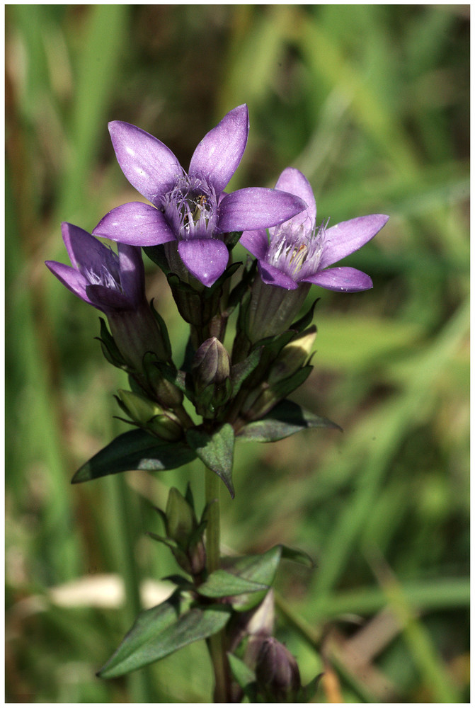 Deutscher Enzian (Gentiana germanica)