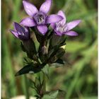 Deutscher Enzian (Gentiana germanica)