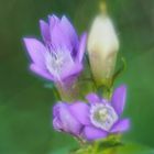 Deutscher Enzian  (Gentianella germanica)