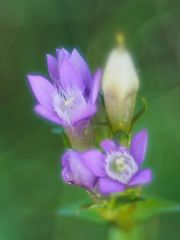 Deutscher Enzian  (Gentianella germanica)