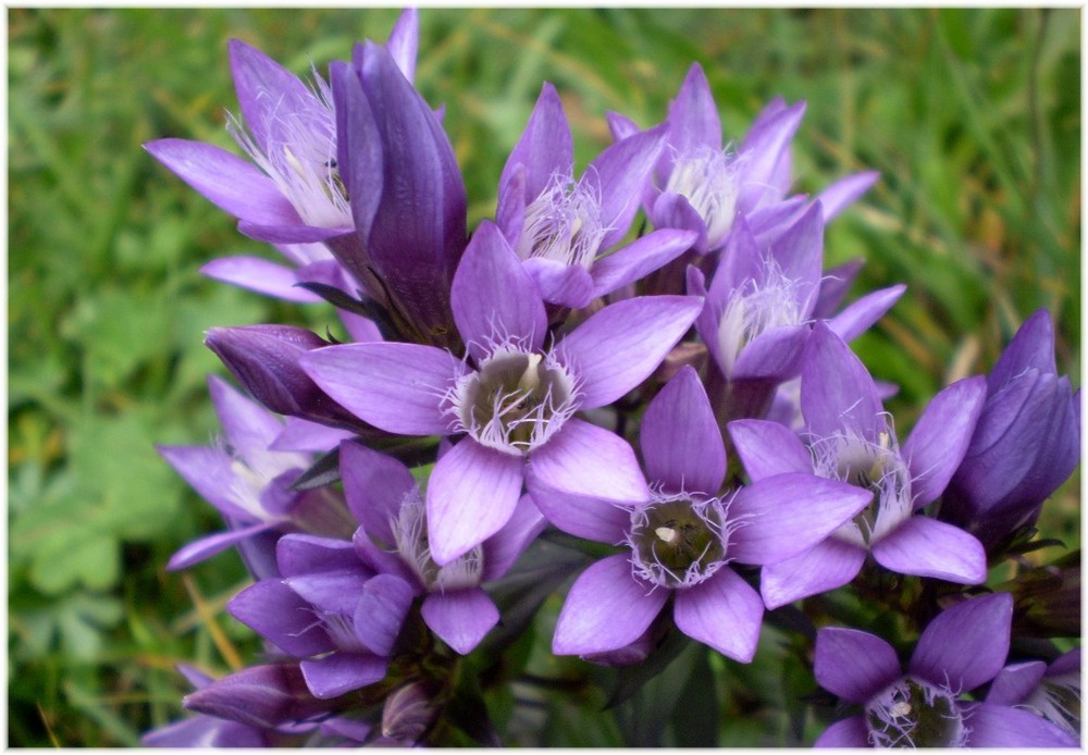 Deutscher Enzian  ( Gentianella germanica)