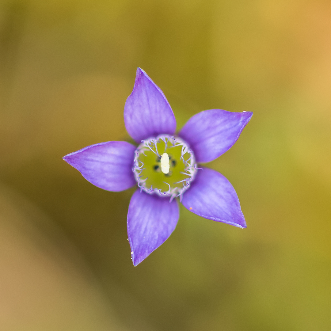 Deutscher Enzian Gentianella germanica