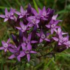 Deutscher Enzian ( Gentianella germanica )