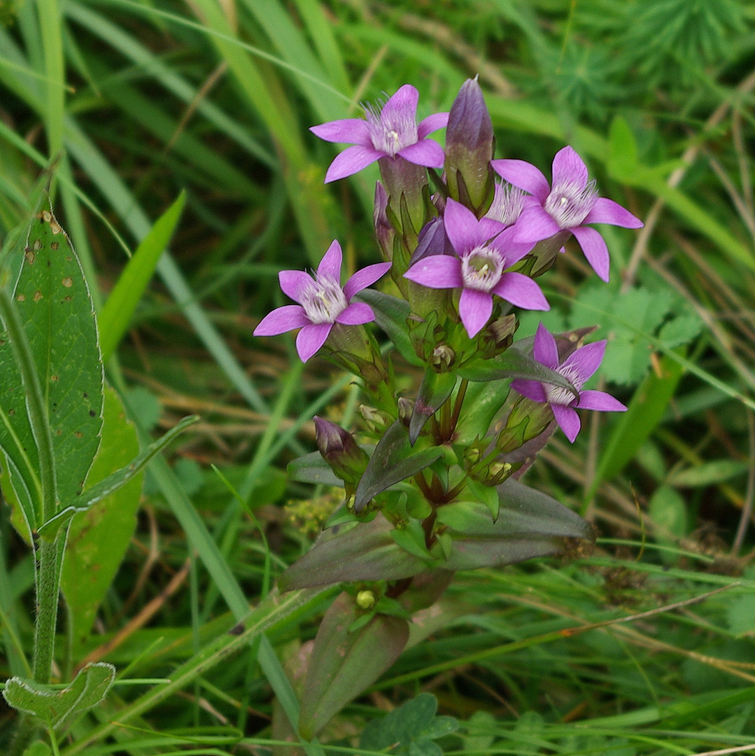 Deutscher Enzian ( Gentianella germanica )