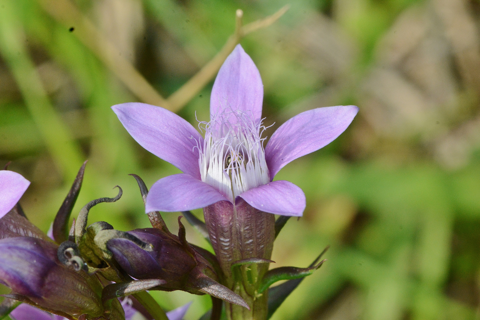 Deutscher Enzian, Gentianella germanicea