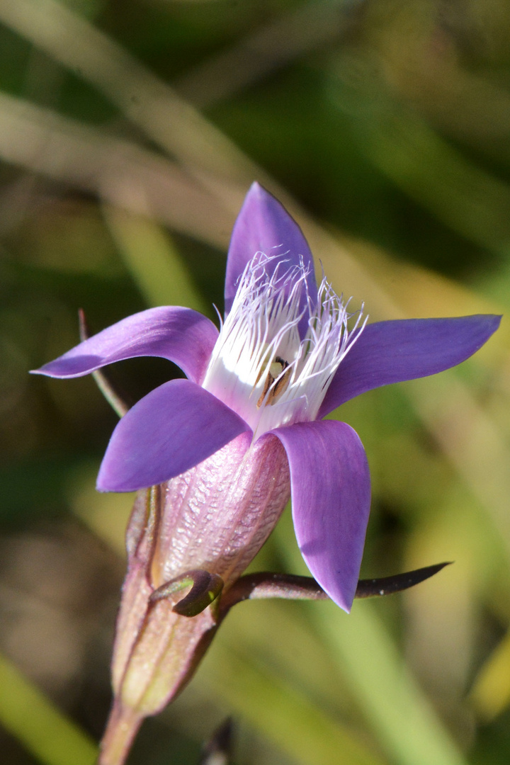 Deutscher Enzian, gentianella germanie