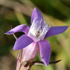 Deutscher Enzian, gentianella germanie