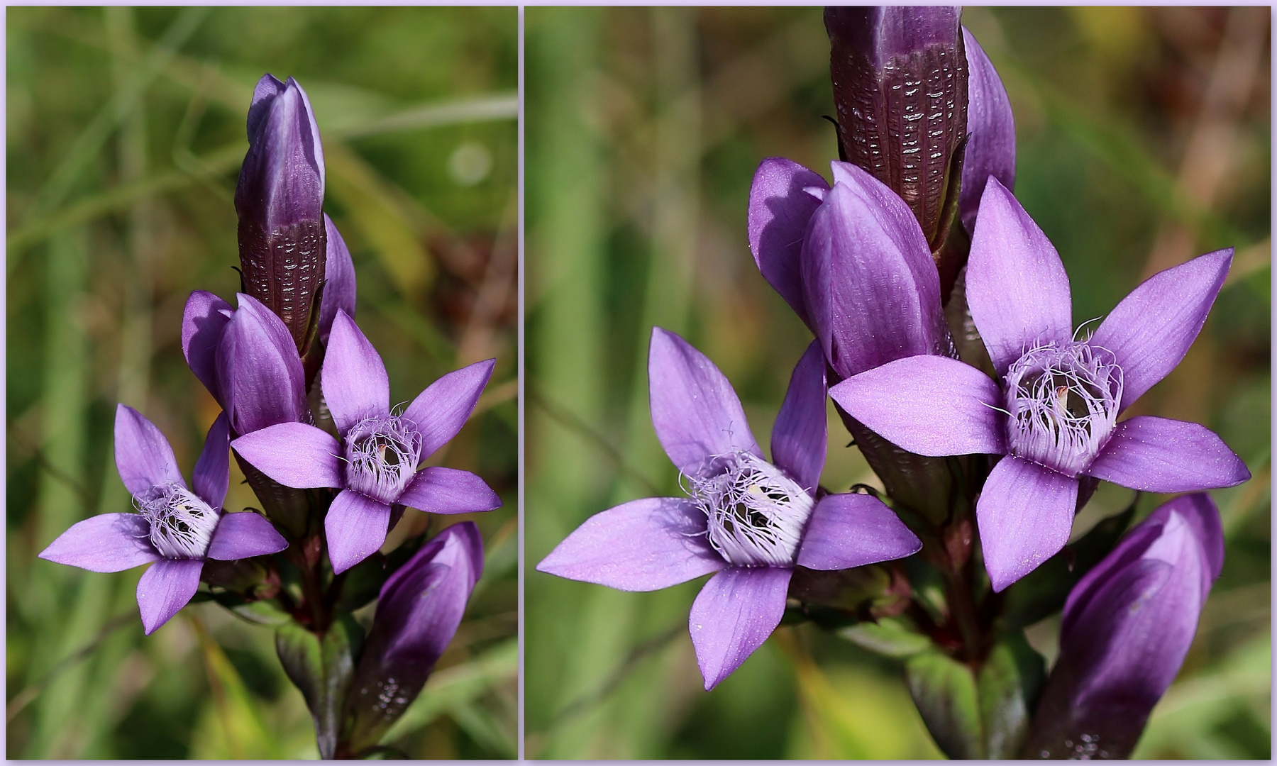 Deutscher Fransenenzian (Gentianella germanica).