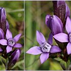 Deutscher Fransenenzian (Gentianella germanica).