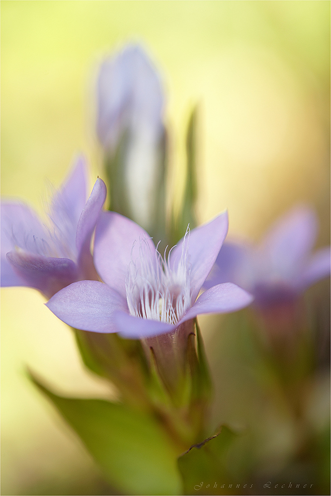 Deutscher Fransenenzian (Gentianella germanica)