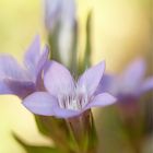 Deutscher Fransenenzian (Gentianella germanica)