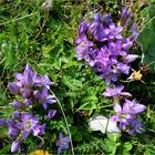 Deutscher Fransenenzian (Gentianella germanica)