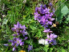 Deutscher Fransenenzian (Gentianella germanica)