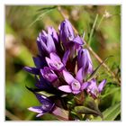 Deutscher Fransenenzian (Gentianella germanica).