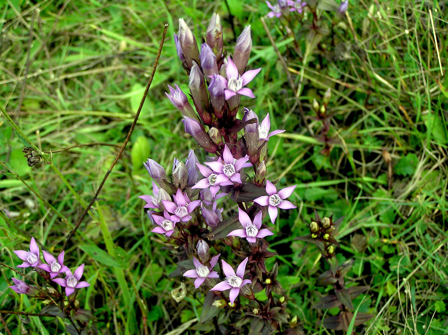 Deutscher Fransenenzian (Gentianella germanica).....