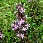 Deutscher Fransenenzian (Gentianella germanica).....