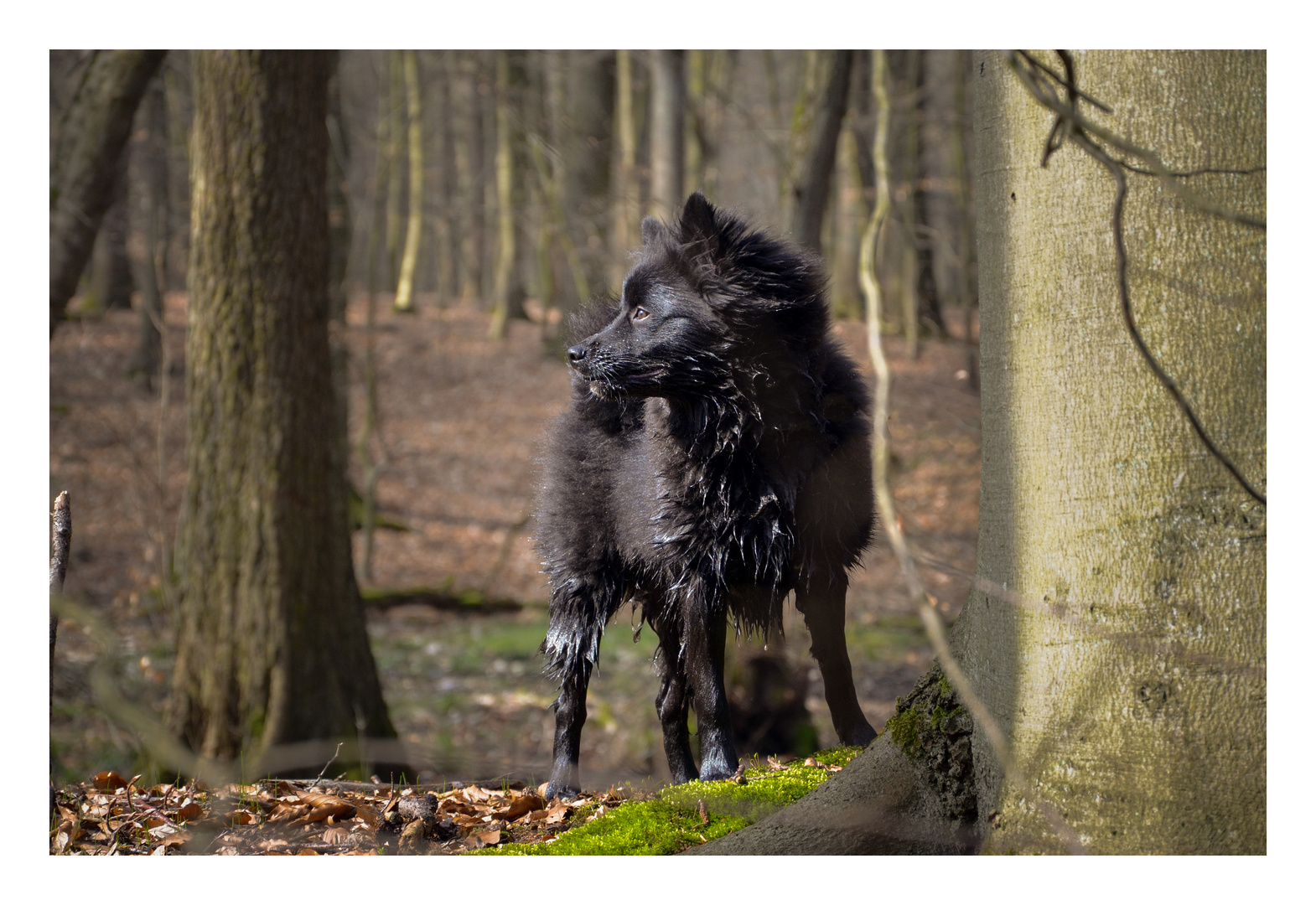 Deutscher Großspitz