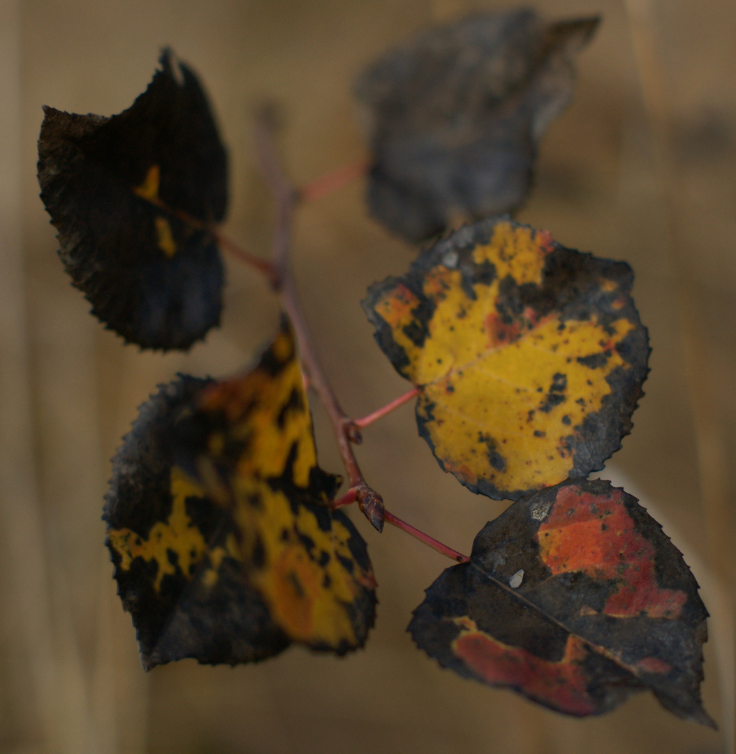 Deutscher Herbst - schwarz rot gold