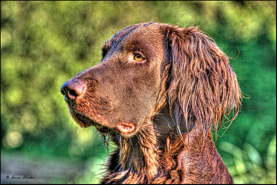 Deutscher langhaarige Vorstehhund