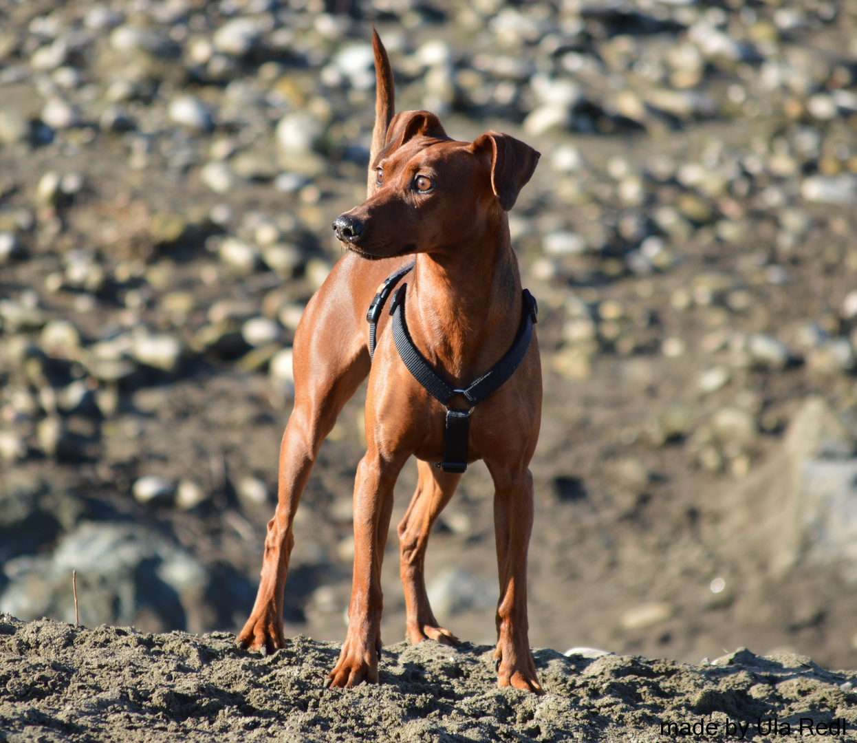 Deutscher Pinscher