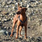 Deutscher Pinscher