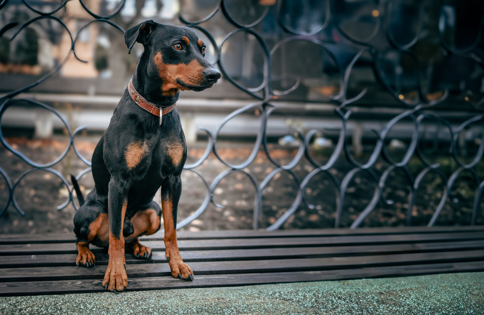 Deutscher Pinscher