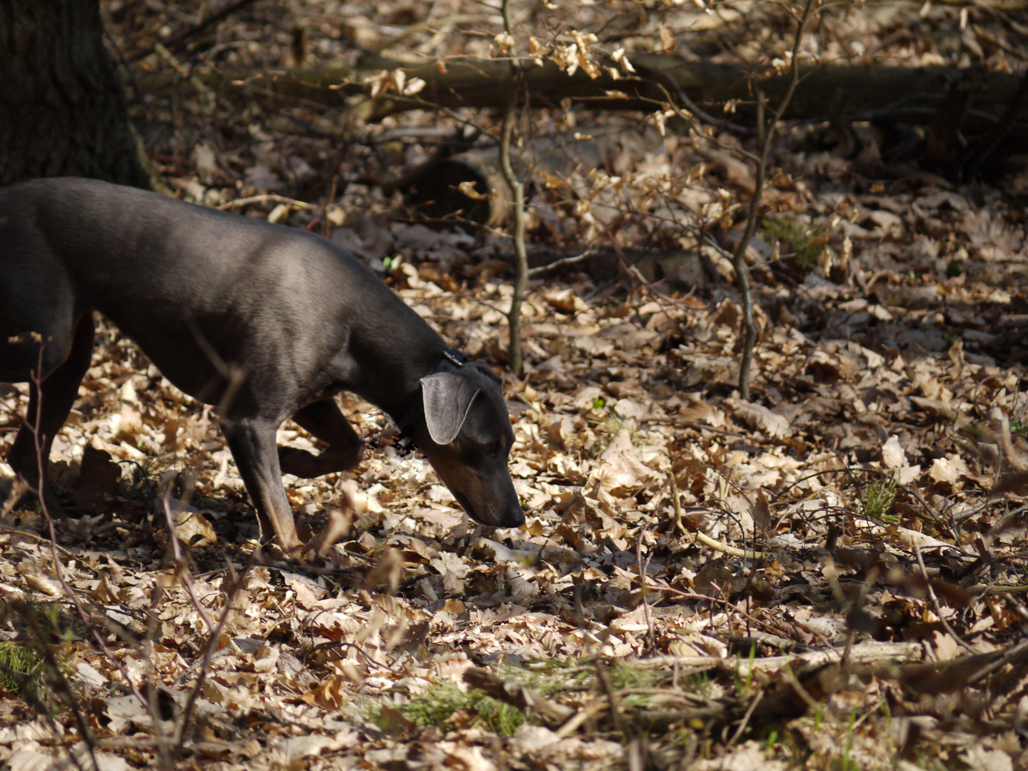 Deutscher Pinscher