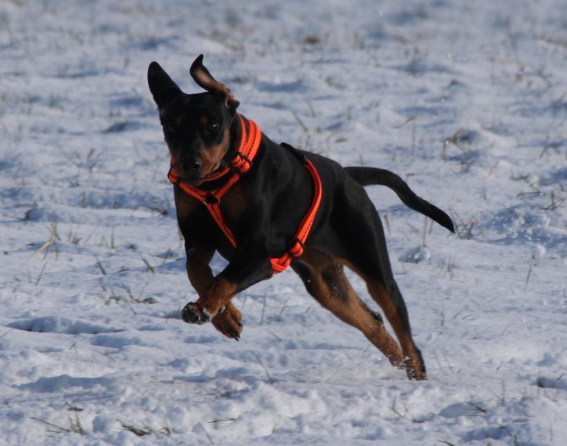 Deutscher Pinscher