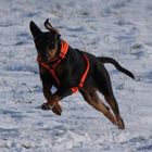 Deutscher Pinscher