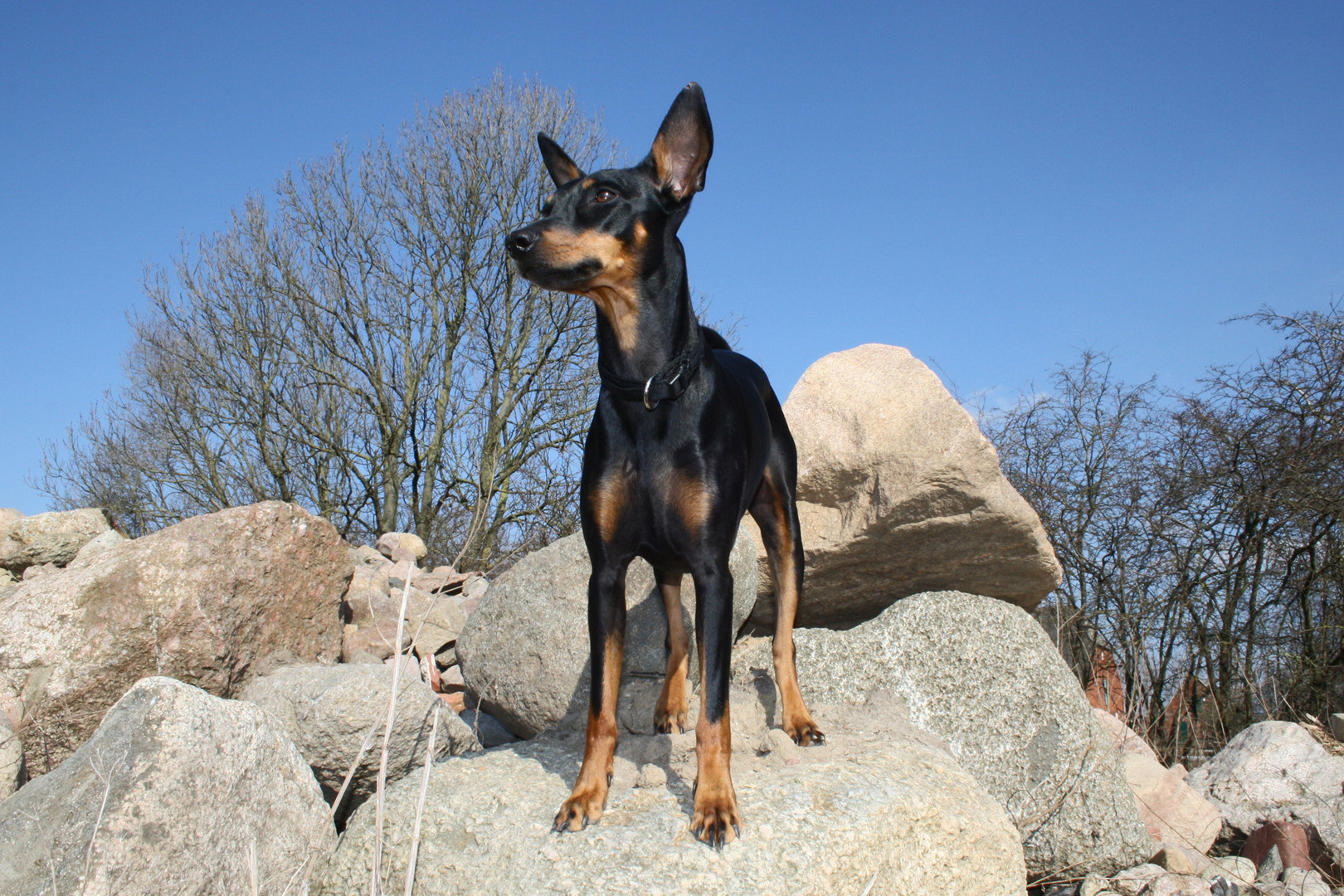 Deutscher Pinscher Diva