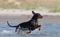 Deutscher Pinscher, Hündin Cosima