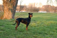 Deutscher Pinscher im Abendlicht