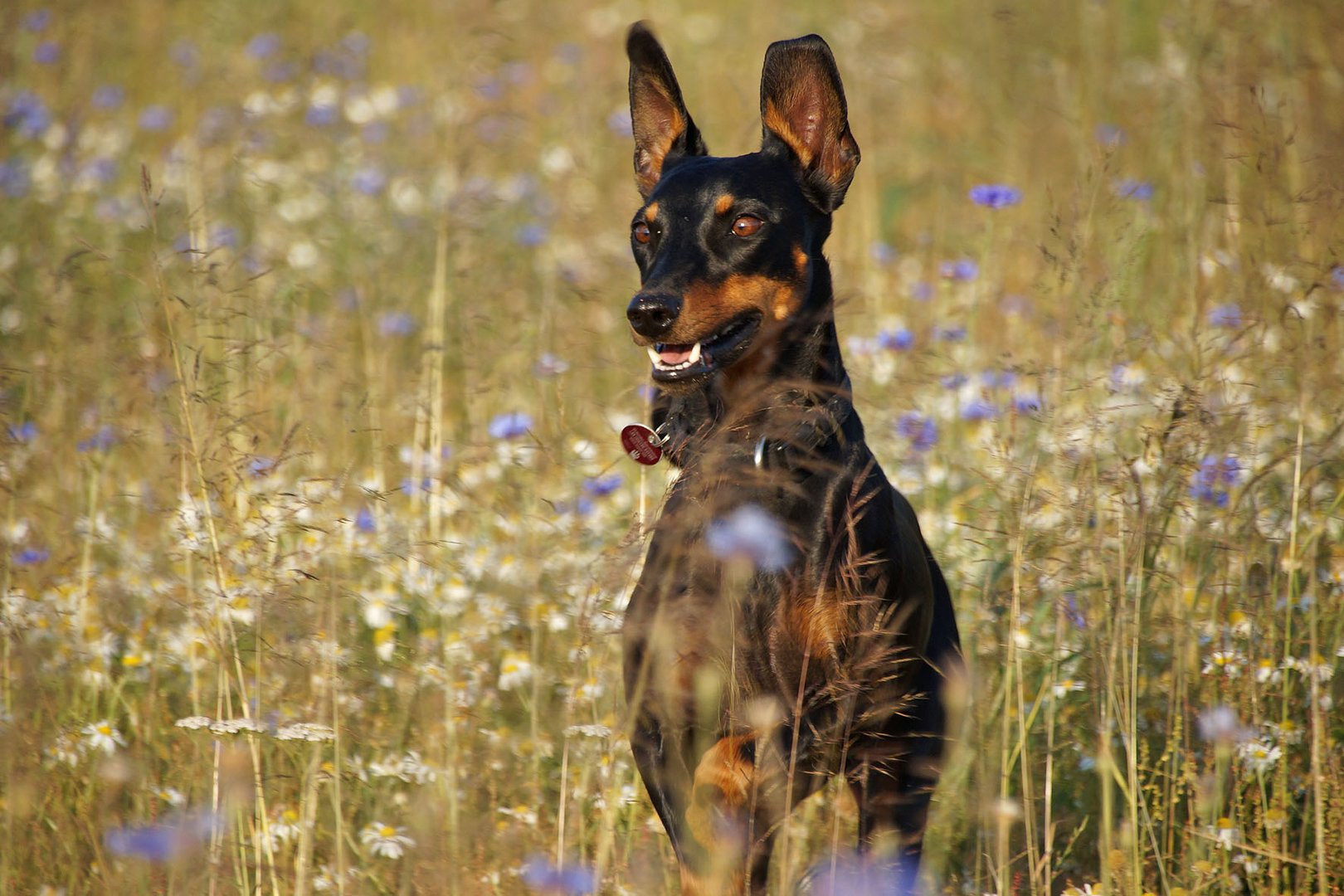 Deutscher Pinscher im Feld :)