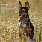 Deutscher Pinscher im Feld :)