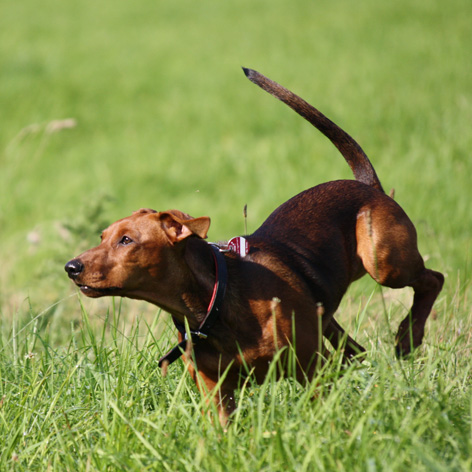 Deutscher Pinscher in Aktion